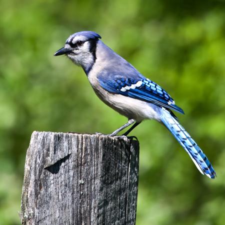 ptica, drvo, deblo, plava Wendy Slocum - Dreamstime