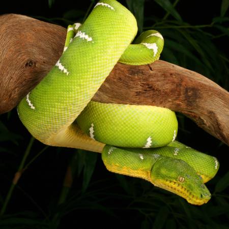 zmija, divlja, biljni i životinjski svijet, grana, zelena Johnbell - Dreamstime