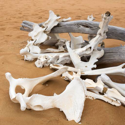 뼈, 모래, 해변, 지점 Zwawol