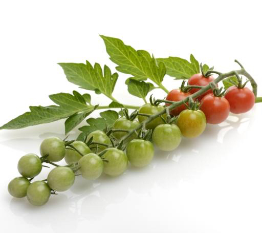 과일, 야채, 토마토, 토마토, 그린, 레드, 잎, 음식 Svetlana Foote (Saddako123)