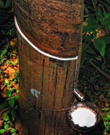drvo, drvo, mlijeko Anatoli Styf - Dreamstime