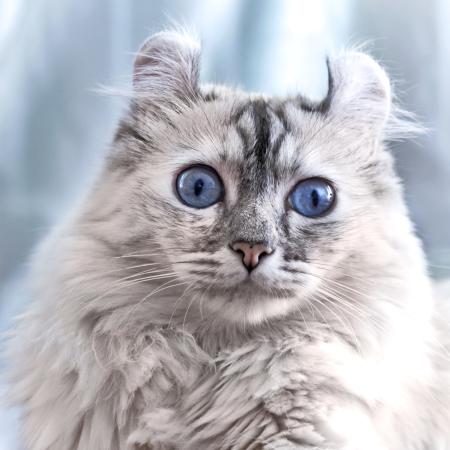 mačka, očiju, životinja Eugenesergeev - Dreamstime