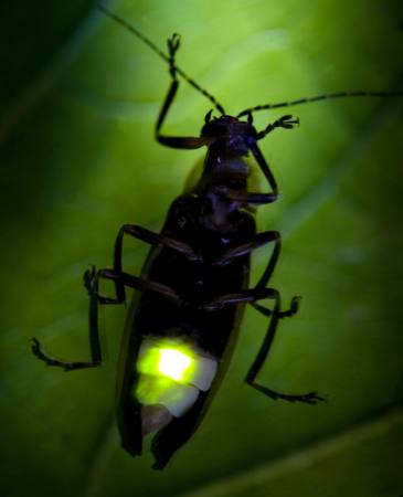 insekata, životinja, divlja, biljni i životinjski svijet, mali, list, zeleni Fireflyphoto - Dreamstime