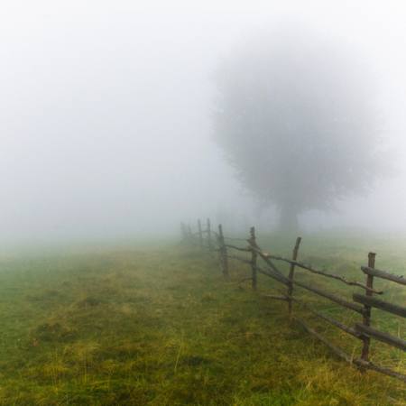 za maglu, polje, drvo, ograda, zelene, trava Andrei Calangiu - Dreamstime