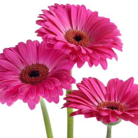cvijeće, cvijet, ružičasta, ljubičasta Tatjana Baibakova - Dreamstime