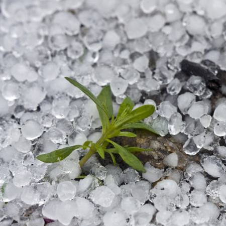 kuglice, led, kiša, cvijet, zeleni, postrojenja Dantautan - Dreamstime