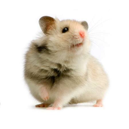 štakor, miš, životinja Isselee - Dreamstime