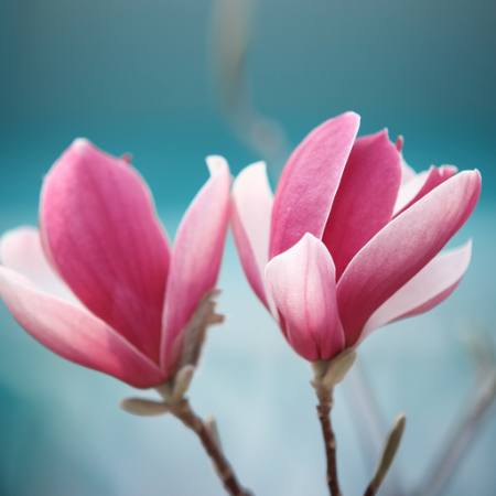 cvijet, ružičasta Sofiaworld - Dreamstime