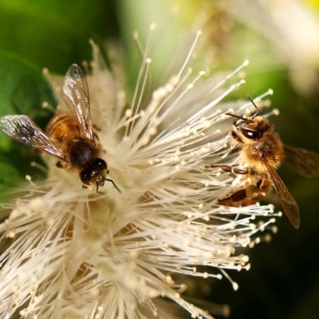pčele, priroda, pčele, Poljska, cvijet Sheryl Caston - Dreamstime