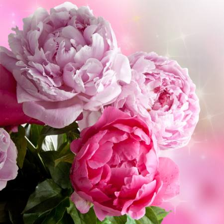 cvijet, cvijeće, vrt, ruže Piccia Neri - Dreamstime