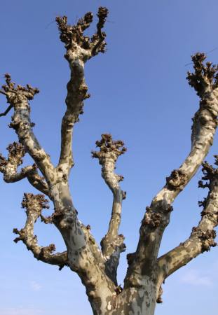 drvo, priroda, drveće, nebo Bernhard Richter - Dreamstime