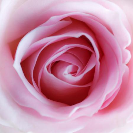 cvijet, ružičasta Misterlez - Dreamstime