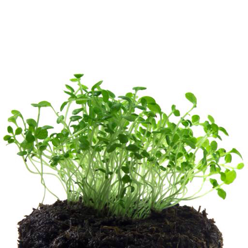 녹색, 식물, 식물, 진흙, 먼지, 성장, 꽃, 꽃 Elena Pavlova (E241073)