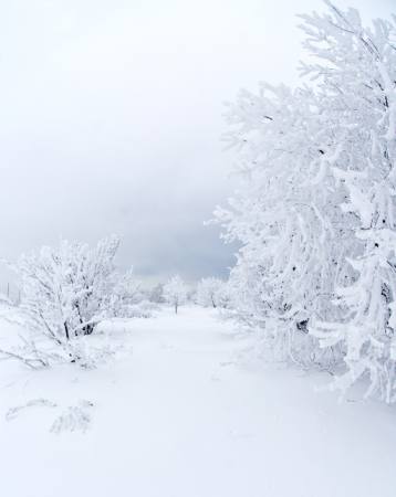 zima, bijela, drvo Kutt Niinepuu - Dreamstime