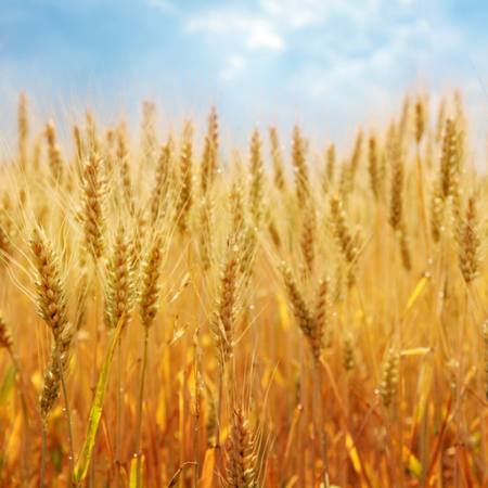 polje, kukuruz, kruh, žuta Elena Schweitzer - Dreamstime