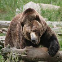 Pixwords 와 이미지 medvjed, životinja, divlja Richard Parsons - Dreamstime