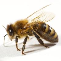 pčela, muha, med Tomo Jesenicnik - Dreamstime