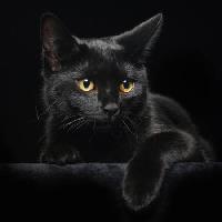 mačka, životinja Svetlana Petrova - Dreamstime