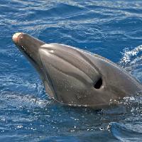 Pixwords 와 이미지 바다, 동물, 돌고래, 고래 Avslt71