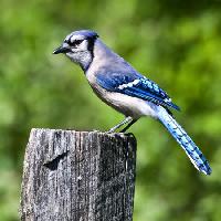Pixwords 와 이미지 ptica, drvo, deblo, plava Wendy Slocum - Dreamstime