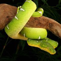 Pixwords 와 이미지 zmija, divlja, biljni i životinjski svijet, grana, zelena Johnbell - Dreamstime