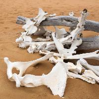 뼈, 모래, 해변, 지점 Zwawol