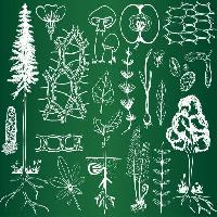Pixwords 와 이미지 녹색, 그리기, 그림, 나무, 나무, 잎, 버섯, 사과, 과일 Kytalpa