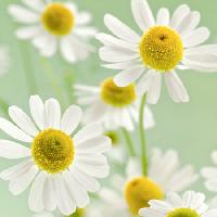 Pixwords 와 이미지 cvijeće, cvijet, bijela, žuta Italianestro - Dreamstime