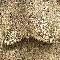 Pixwords 와 이미지 leptir, insekti, drvo, kora Wilm Ihlenfeld - Dreamstime