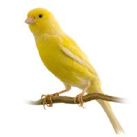 ptica, žuta Isselee - Dreamstime