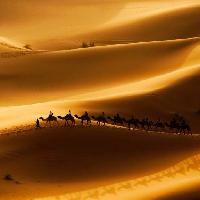 Pixwords 와 이미지 모래, 사막, 낙타, 자연 Rcaucino