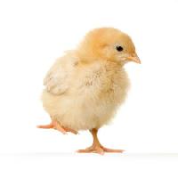 piletina, životinja, jaja, žuta Isselee - Dreamstime