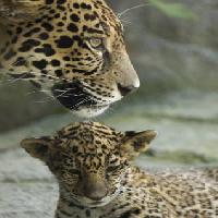 Pixwords 와 이미지 životinja, životinje, bebe, zoološki vrt Jxpfeer - Dreamstime