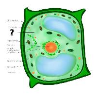 세포, 세포, 그린, 오렌지, 엽록체, nucleos, 공포 Designua