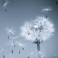 cvijet, letjeti, plavo, nebo, sjemenke Mouton1980 - Dreamstime