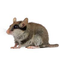 miša, štakora, životinja Isselee - Dreamstime