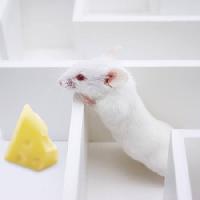 miš, miševi, sir, labirint Juan Manuel Ordonez - Dreamstime