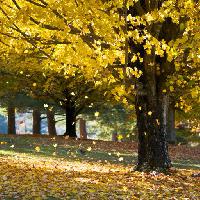 Pixwords 와 이미지 나무, 나무, 가을, 잎, 노란색 Daveallenphoto