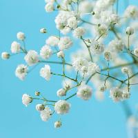 Pixwords 와 이미지 나무, 흰색, 꽃, 꽃, 꽃 Melica