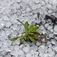 kuglice, led, kiša, cvijet, zeleni, postrojenja Dantautan - Dreamstime