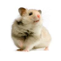 štakor, miš, životinja Isselee - Dreamstime