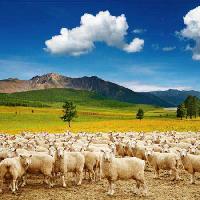 Pixwords 와 이미지 ovce, ovce, priroda, planine, nebo, oblak, krdo Dmitry Pichugin - Dreamstime