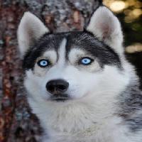 pas, oči, plava, životinja Mikael Damkier - Dreamstime