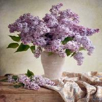 Pixwords 와 이미지 cvijeće, vaze, ljubičasta, stol, platno Jolanta Brigere - Dreamstime