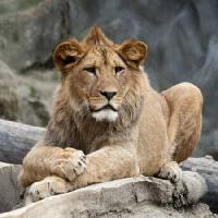 lava, životinji, divlja, mačka Marek Jelínek - Dreamstime