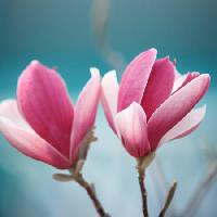 Pixwords 와 이미지 cvijet, ružičasta Sofiaworld - Dreamstime