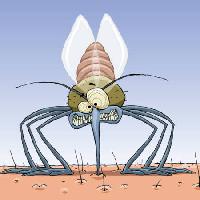 Pixwords 와 이미지 komarac, životinje, kosa, muhe, obitelj, infekcija, malarije Dedmazay - Dreamstime