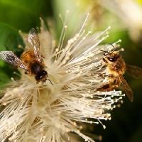 Pixwords 와 이미지 pčele, priroda, pčele, Poljska, cvijet Sheryl Caston - Dreamstime