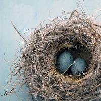 Pixwords 와 이미지 gnijezdo, jaja, ptice, plava, dom, Antaratma Microstock Images © Elena Ray - Dreamstime