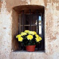 Pixwords 와 이미지 꽃, 꽃, 창, 노란색, 벽 Elifranssens